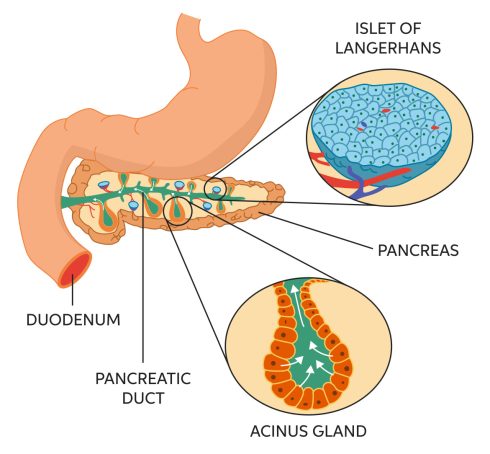 استئاتوره (مدفوع چرب)