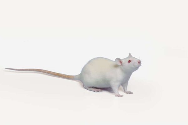 رت (موش سفید بزرگ آزمایشگاهی) یا Wistar