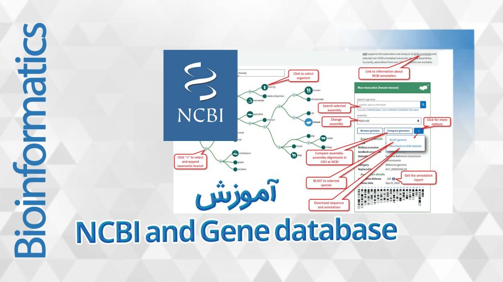 NCBI and Gene database