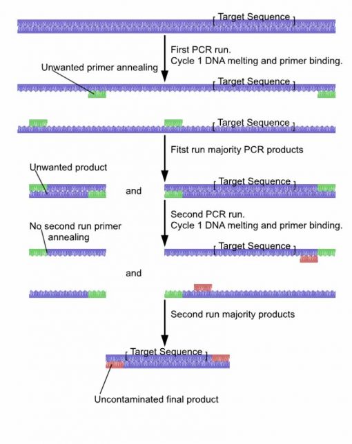 تکنیک Nested PCR