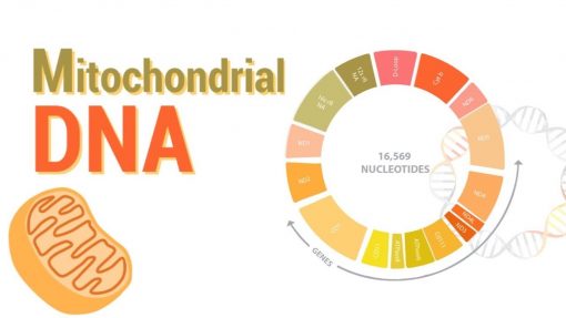 تکنیک ارزیابی مقدار کپی DNA میتوکندری