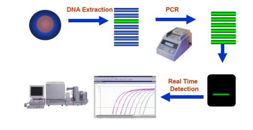 تفاوت بین PCR Basic و Real time PCR در چیست؟