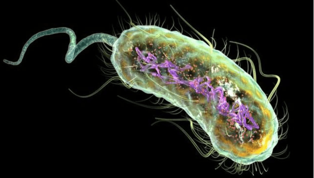 باکتری اشریشیا کلی چیست؟