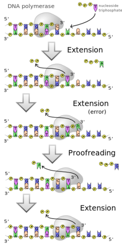 DNA پلیمراز