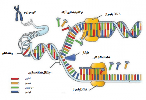 DNA پلیمراز