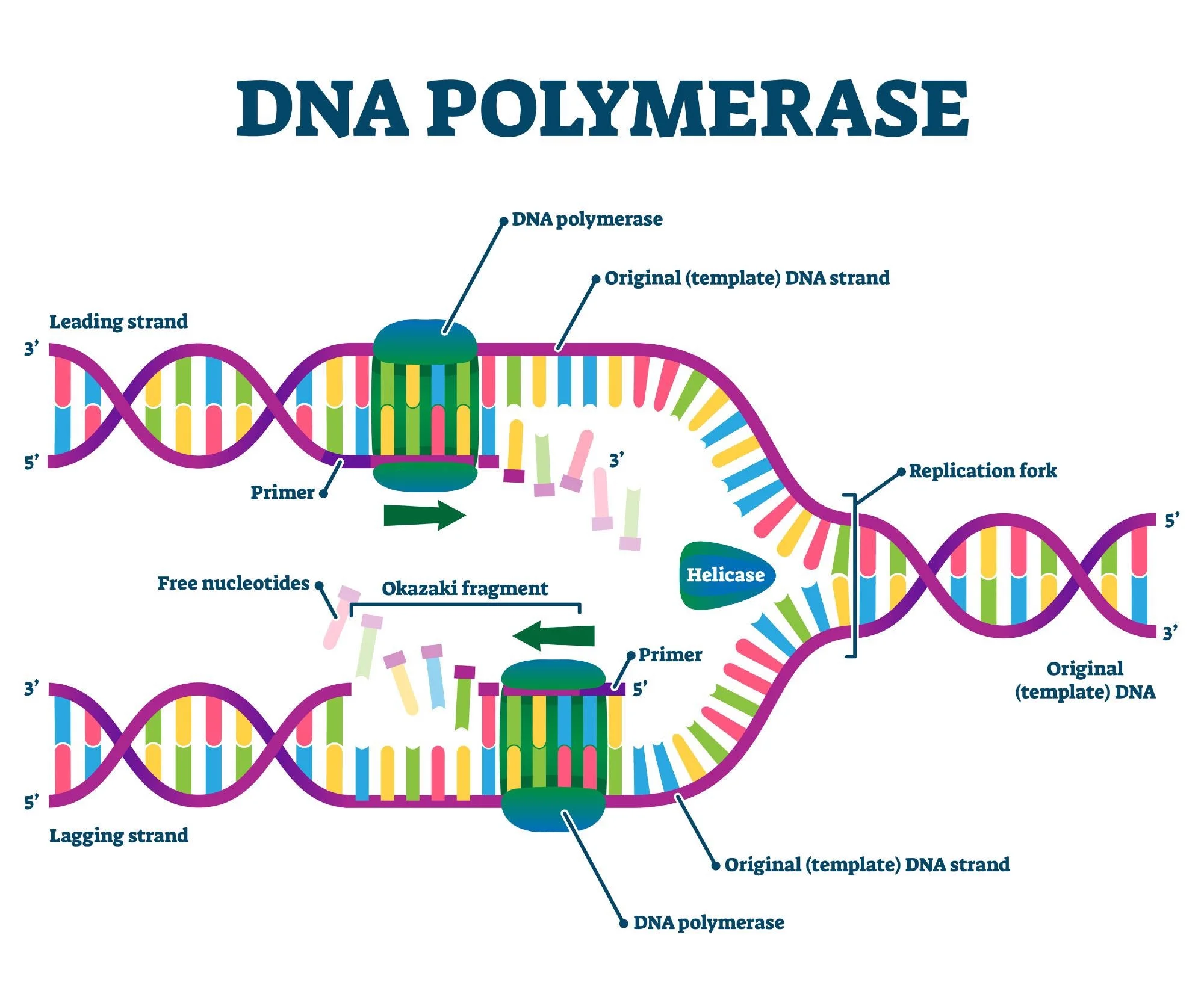 Dna Dna Dna