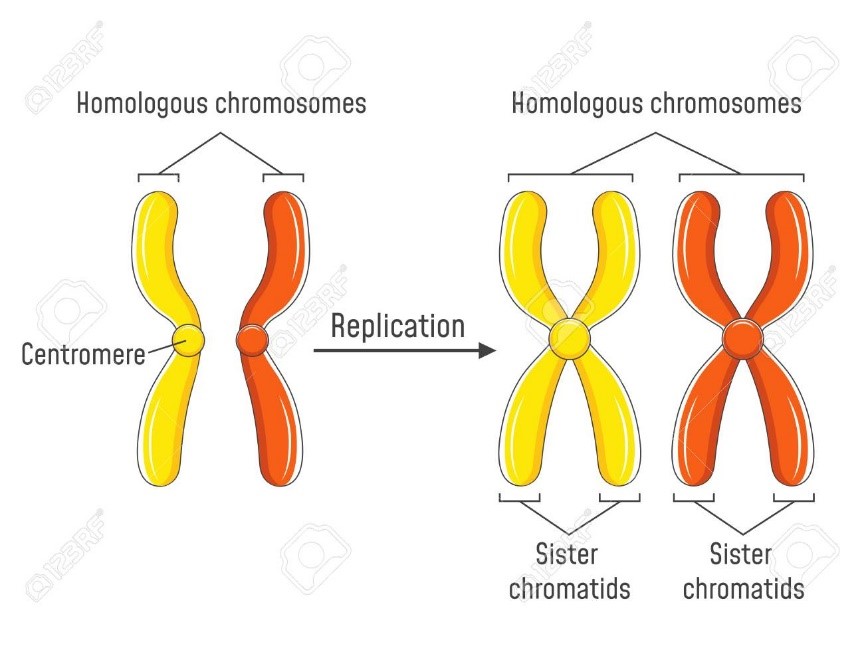 کروموزوم های همولوگ