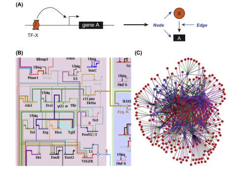 شبکه های زیستی