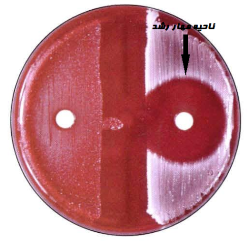 تست حساسیت به باسیتراسین