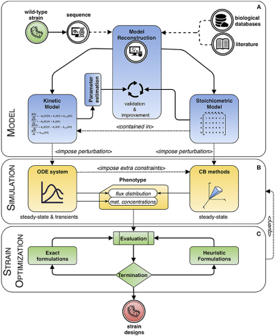 کینتیک آنزیمی