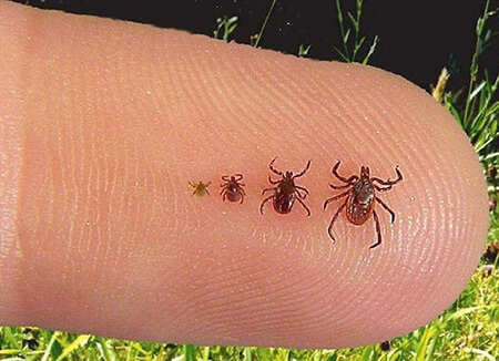 نیش کنه چگونه باعث آلرژی گوشت می شود؟