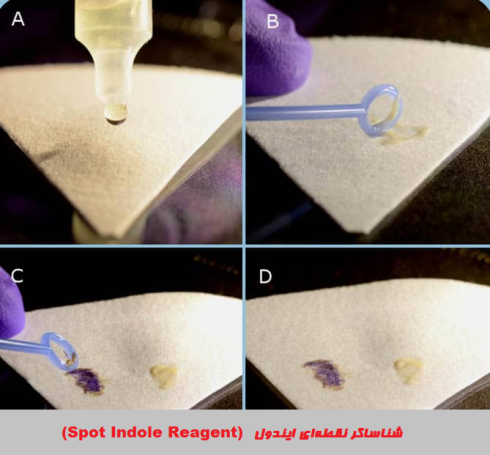 تست ایندول (Indole)