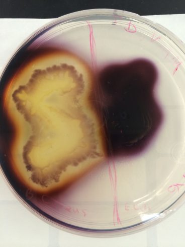 تست هیدرولیز نشاسته