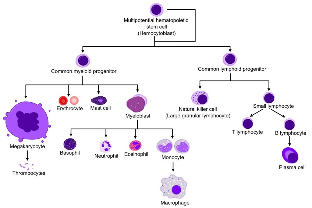 خونسازی و شناخت انواع سلول های خونی