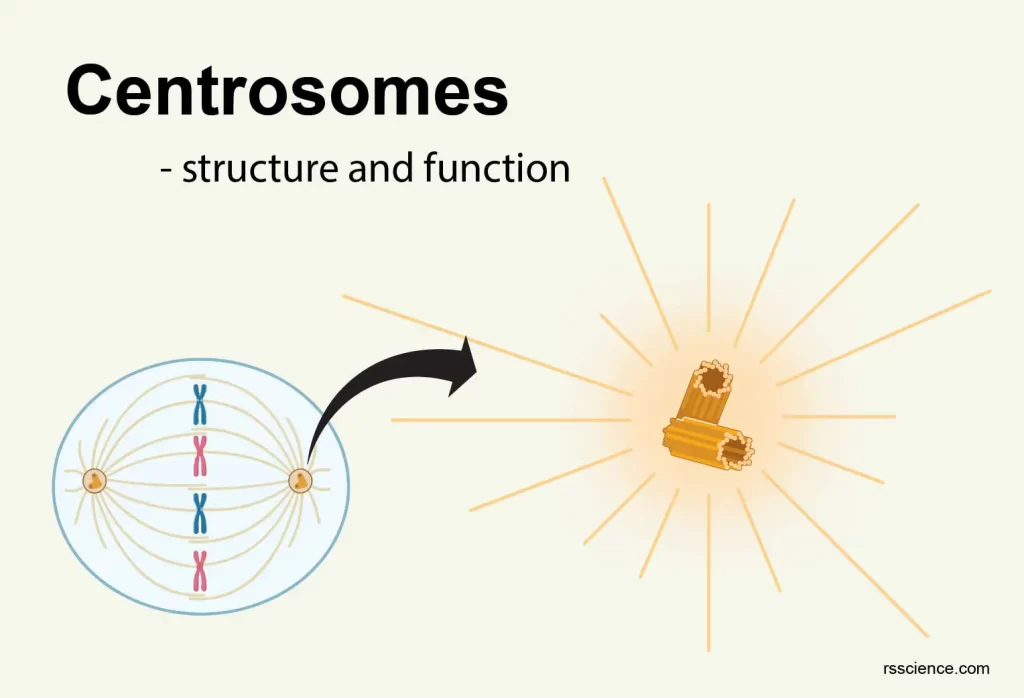سانتروزوم چیست؟