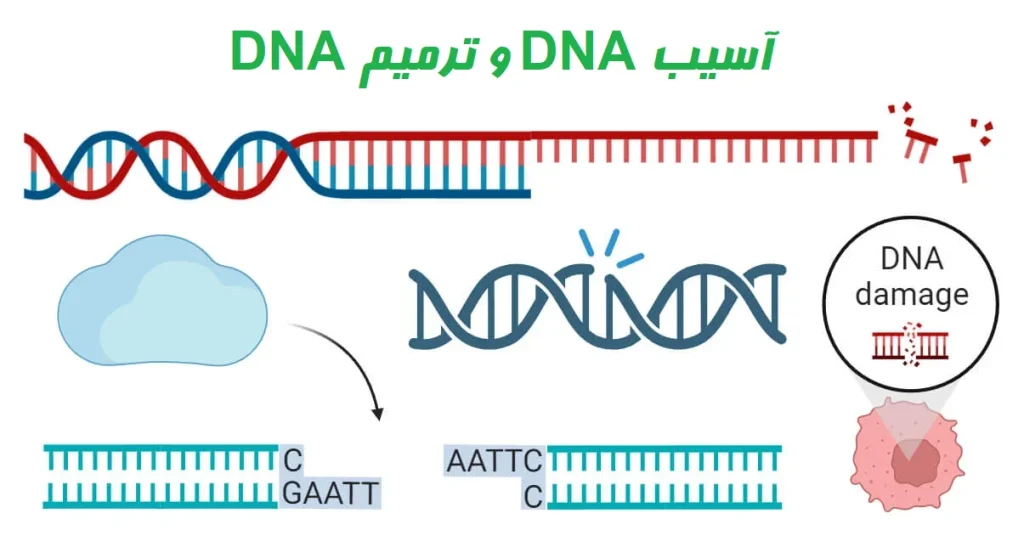 آسیب DNA و ترمیم DNA