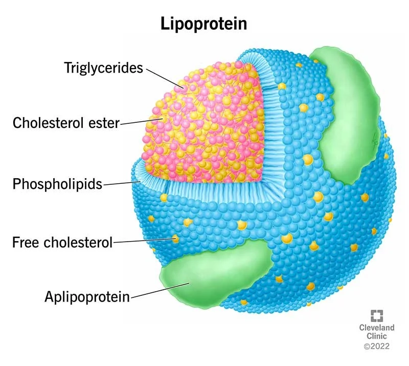 لیپوپروتئین چیست؟