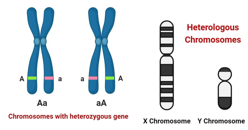 کروموزوم های هترولوگ یا غیرهمتا