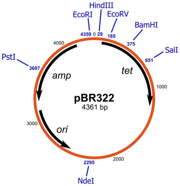 وکتور pBR322 چیست؟