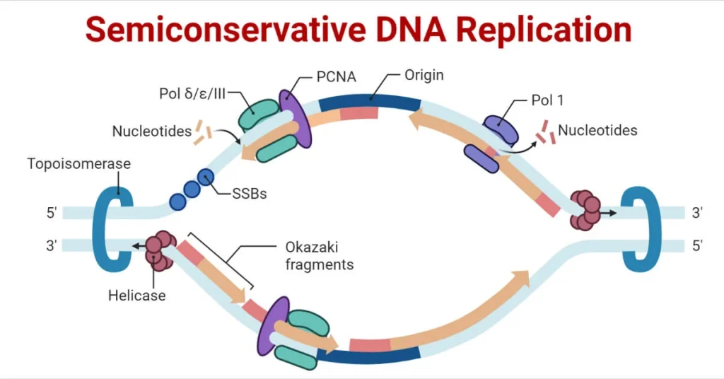 همانندسازی نیمه حفاظتی DNA در پروکاریوت‌ها و یوکاریوت‌ها